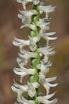 Great Plains lady's tresses